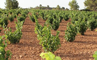 Ruta del vino de Yecla Tu destino para el Enoturismo