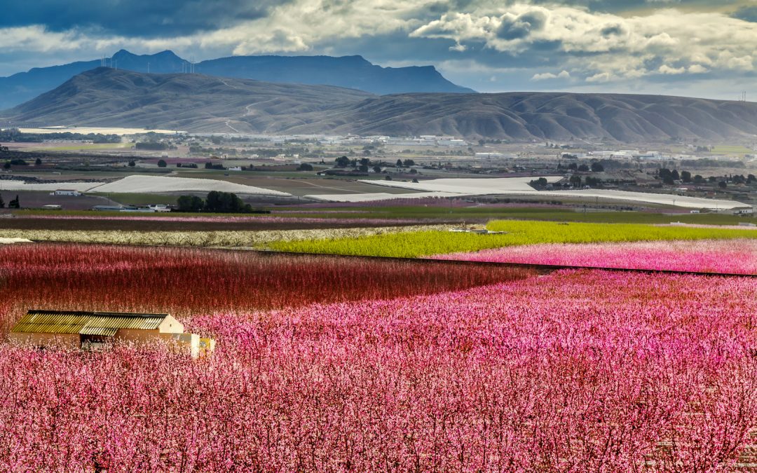 Cieza abierta todo el año