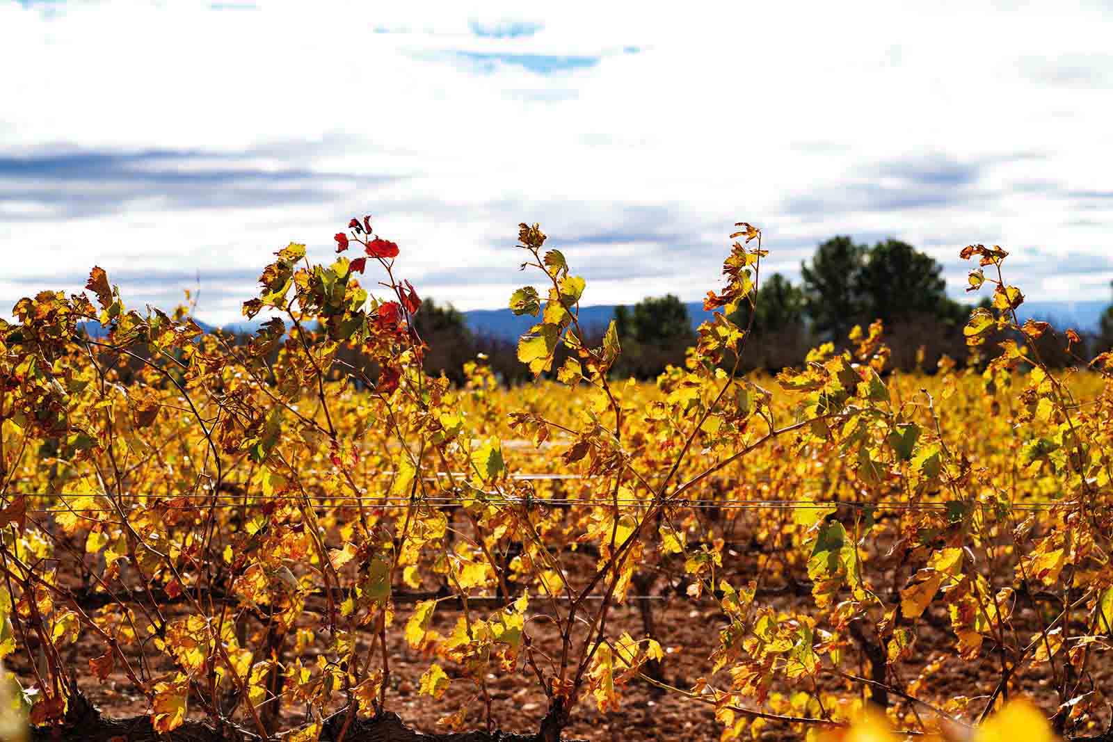 Campos de cultivo en Cofrentes