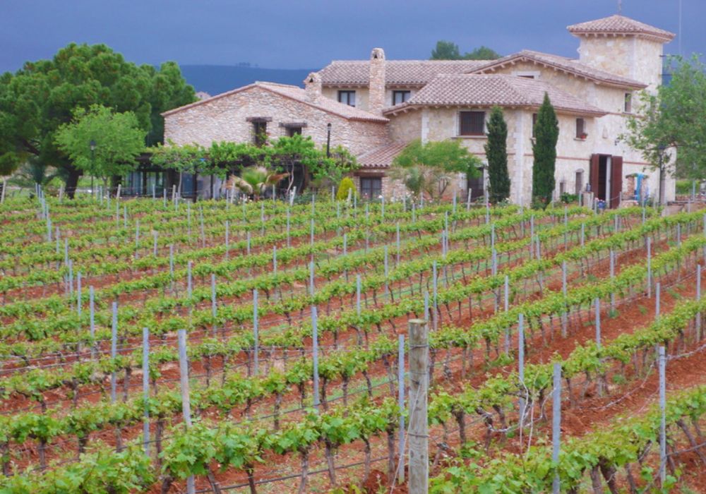 Cata de Vinos en Castellón