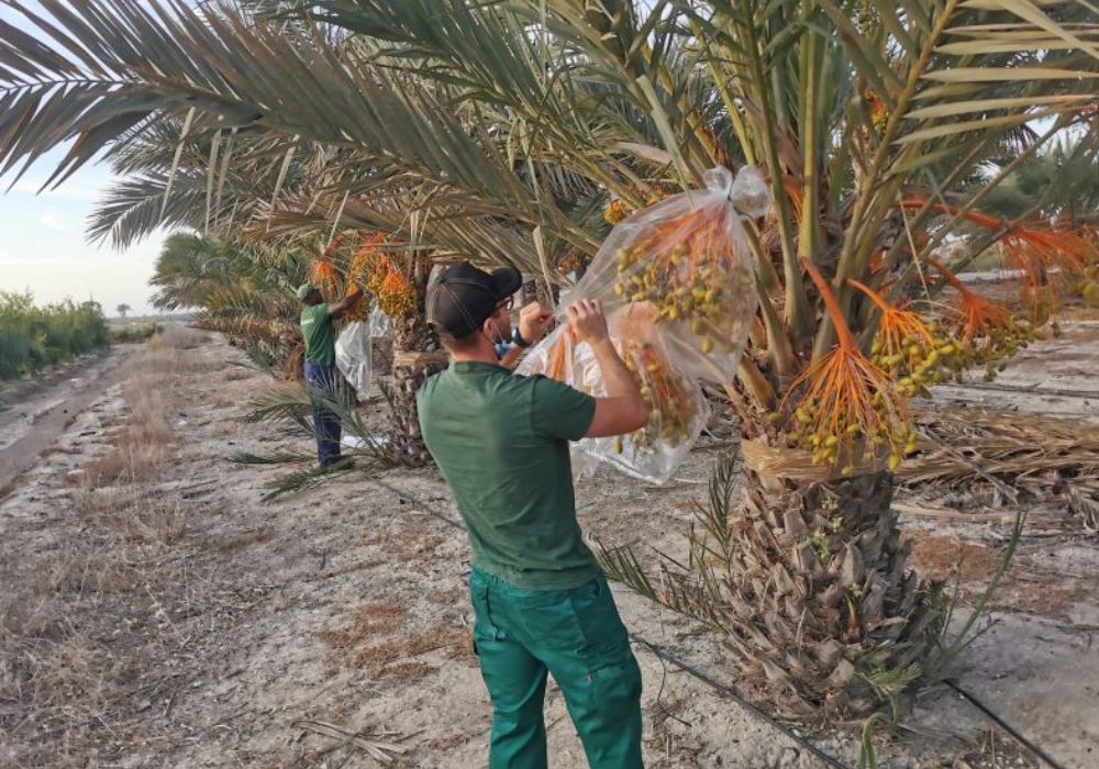 Qué Hacer en Elche Original