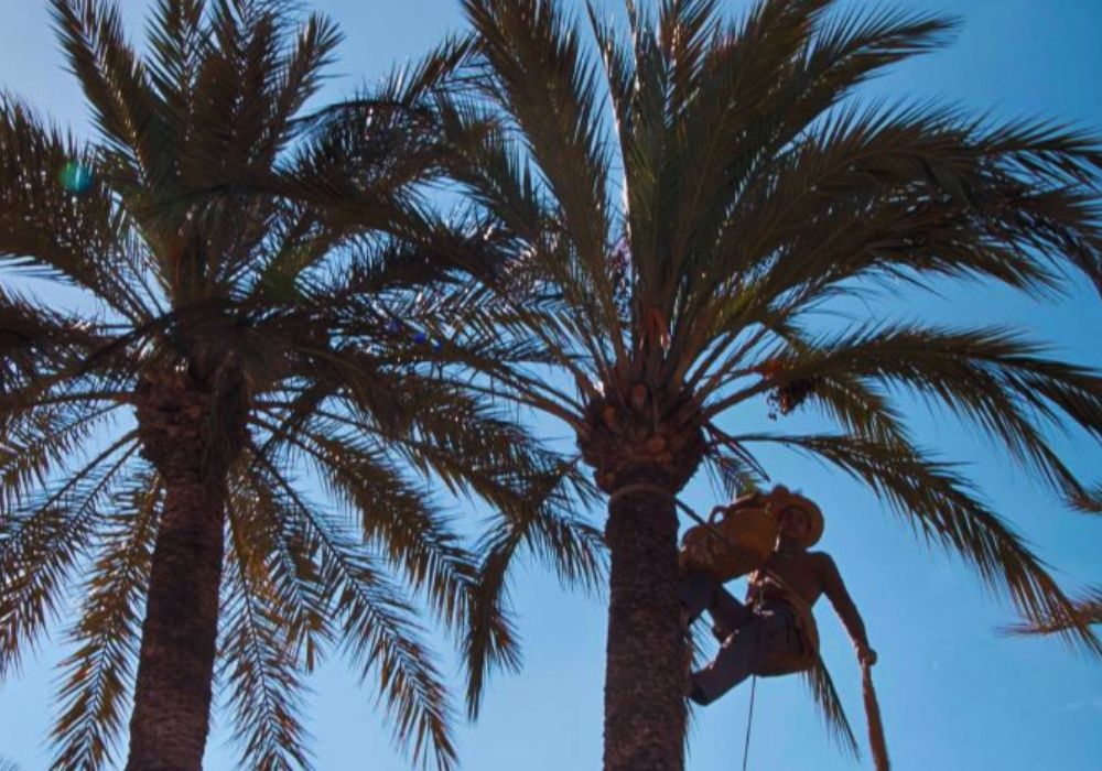 Turismo Cultural en Elche